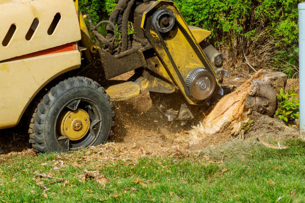 Best Best Tree Removal Services  in Ingleside, TX